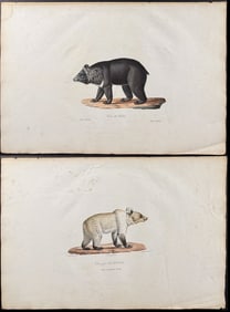 Saint-Hilaire - 4 Bear Lithographs