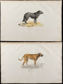 Saint-Hilaire - Pair of Dog Lithographs (Newfoundland)