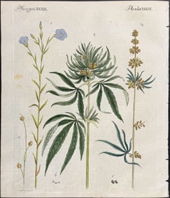 Bertuch - Marijuana or Cannabis