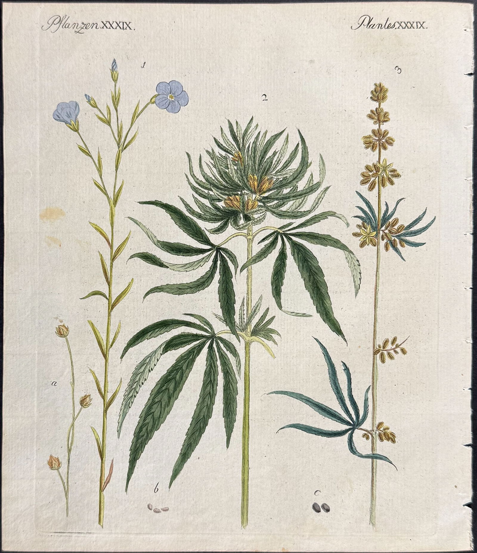 Bertuch - Marijuana or Cannabis (1 of 1)