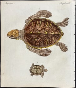 Bertuch - Sea Turtle or Tortoise