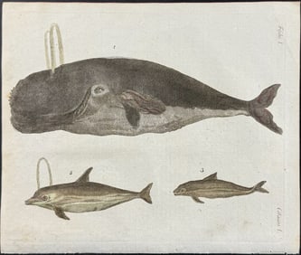 Bertuch - Whale, Dolphins