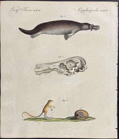 Bertuch - Platypus, Jerboa