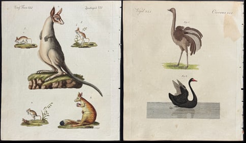 Bertuch, Australia - Pair: Kangaroo & Black Swan, Emu