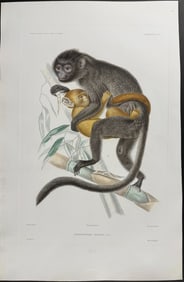 Dumont - Monkey with Young (Primate). 3