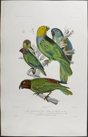 Dumont - Parrots. 25