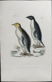 Dumont - Penguins. 33