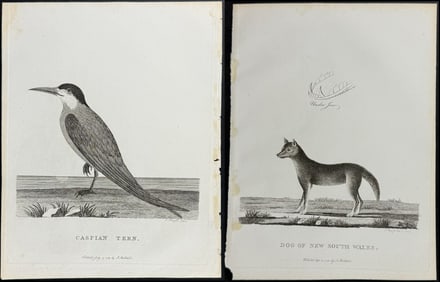 Phillip, Australia - 8 Natural History Engravings