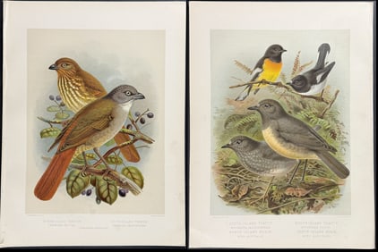 Buller, New Zealand - 4 Bird Prints