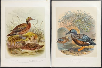 Buller, New Zealand - 4 Duck Prints