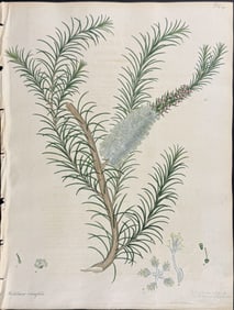 Andrews, Australia - Heath-leaved Melaleuca