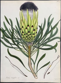 Andrews - Long-leaved Protea