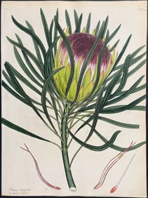Andrews - Long-leaved Protea