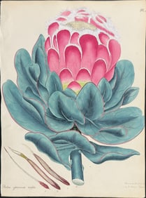 Andrews - Broad-leaved Shewy Protea