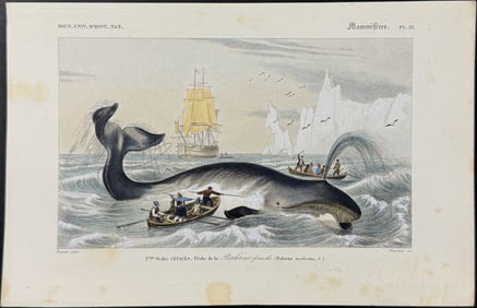 Wilkes - Whale Hunting
