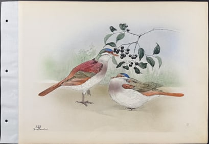 Brasher - Key West Quail Dove. 322