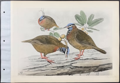 Brasher - Bluehead Quail Dove. 323