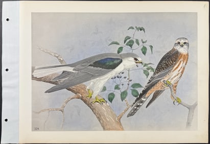 Brasher - Whitetail Kite. 328