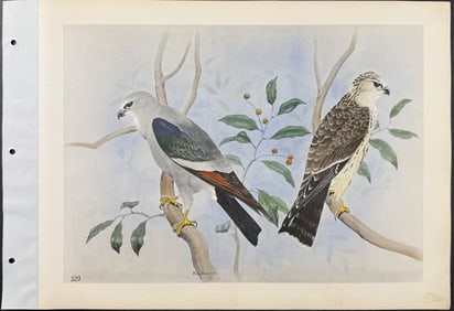 Brasher - Missisippi Kite. 329