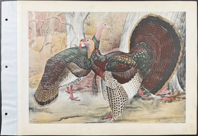 Brasher - Turkeys: Merriam & Wild Turkey. 310