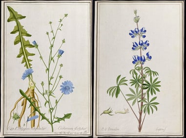 4 Original Botanical Watercolors after Ledel for Curtis (according to Linnaeus system)