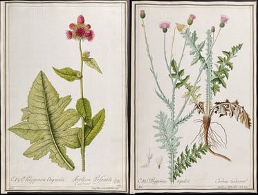 4 Original Botanical Watercolors after Ledel for Jacquin, Curtis (according to Linnaeus system)