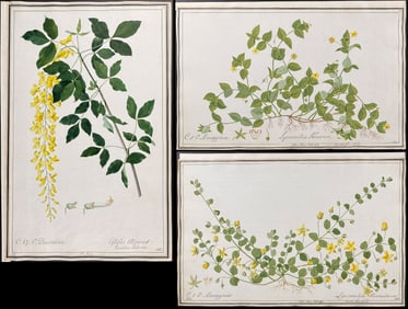 4 Original Botanical Watercolors after Ledel for Curtis, Jacquin (according to Linnaeus system)