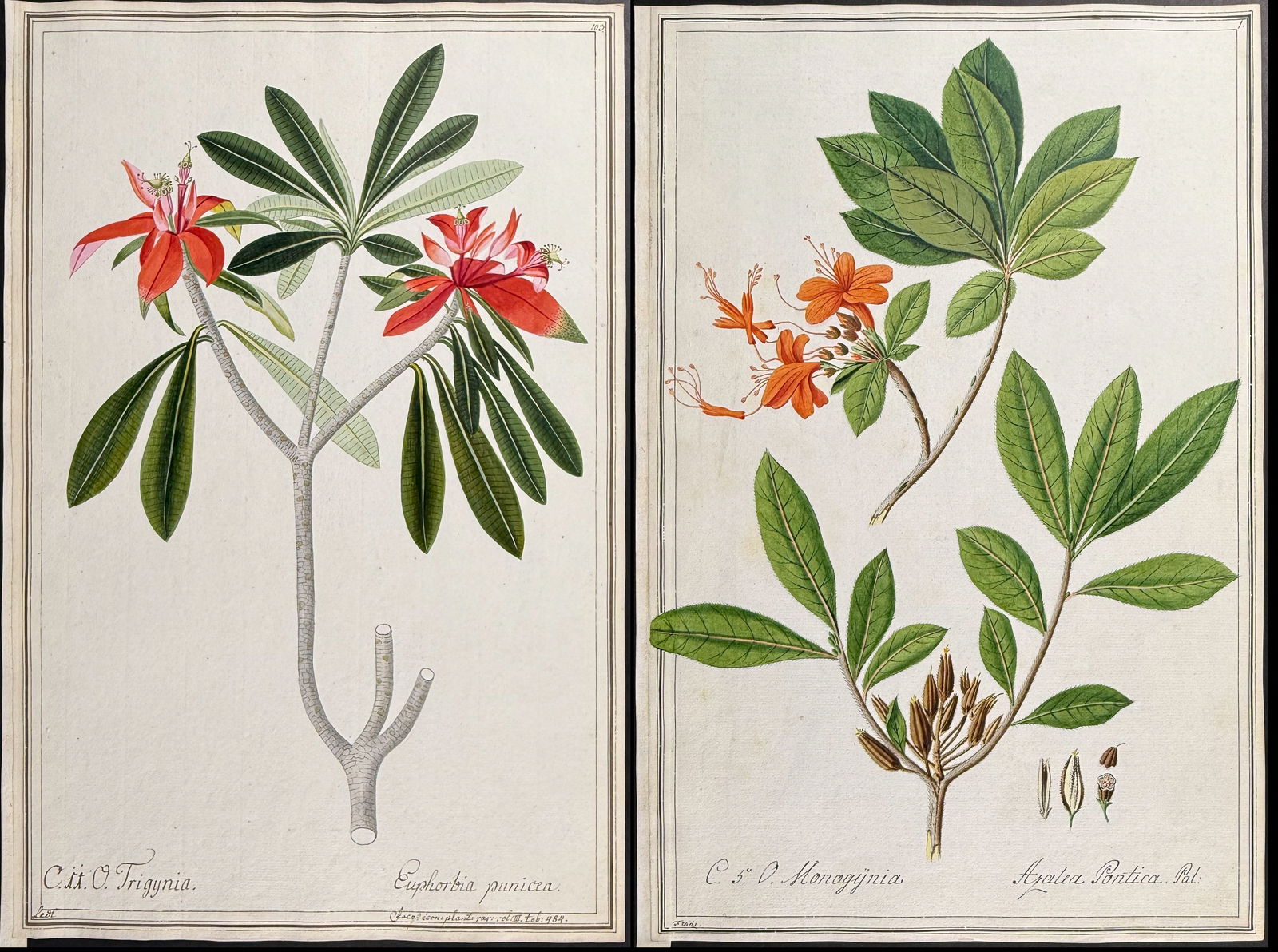 3 Original Botanical Watercolors after Ledel, Fran for Morison, Jacquin (according to Linnaeus (1 of 4)