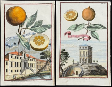 Volckamer - Pair of Orange Engravings