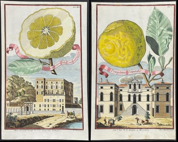 Volckamer - Pair of Citrus Engravings