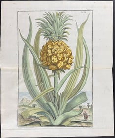 Volckamer - Pineapple. 219
