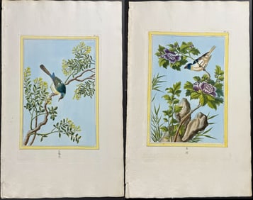 Buchoz - 4 Botanical & Insect Engravings
