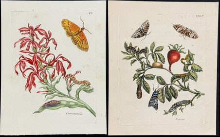 Merian - 4 Plant & Insect Engravings