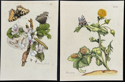 Merian - 4 Plant & Insect Engravings