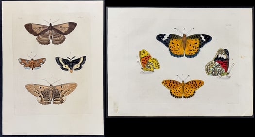 Drury - 6 Butterfly & Moth Engravings