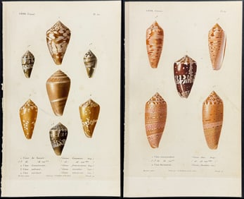 Kiener - 12 Cone Shell Engravings