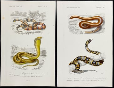 D'Orbigny - 5 Snake Engravings