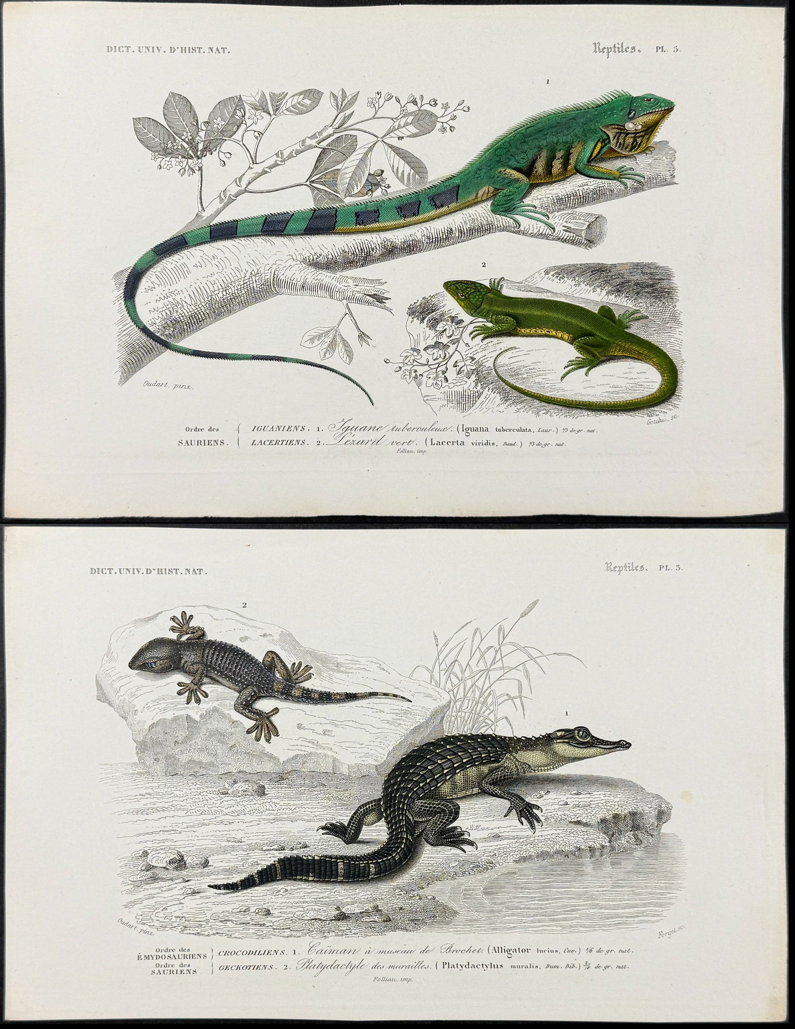 D'Orbigny - 5 Reptile Engravings: Iguana, Chameleon, Alligator, Lizard, Salamander (1 of 6)