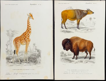 D'Orbigny - 7 Quadruped Engravings: Buffalo, Cow, Horse, Camel, Alpaca, Moose, Giraffe