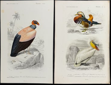 D'Orbigny - 4 Bird Engravings: Pelican, Duck, Vulture, Falcon
