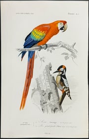 D'Orbigny - Scarlet Macaw & Woodpecker