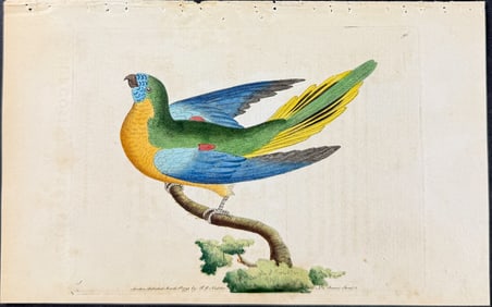 Shaw & Nodder - Turcosine Parrakeet. 96