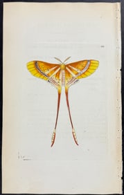 Shaw & Nodder - Moth - Long-tailed Phalaena. 520