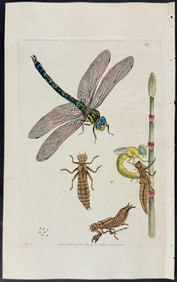 Shaw & Nodder - Great Libellula or Dragonfly. 459