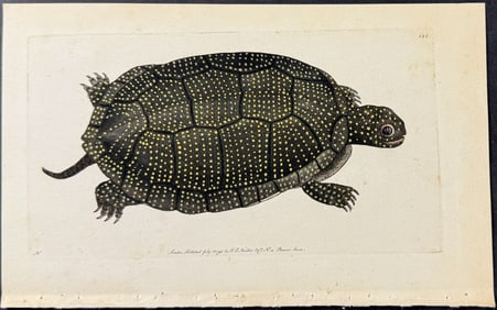 Shaw & Nodder - Speckled Tortoise. 144