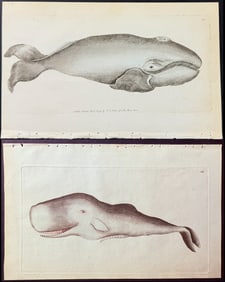 Shaw & Nodder - Pair of Whale Engravings