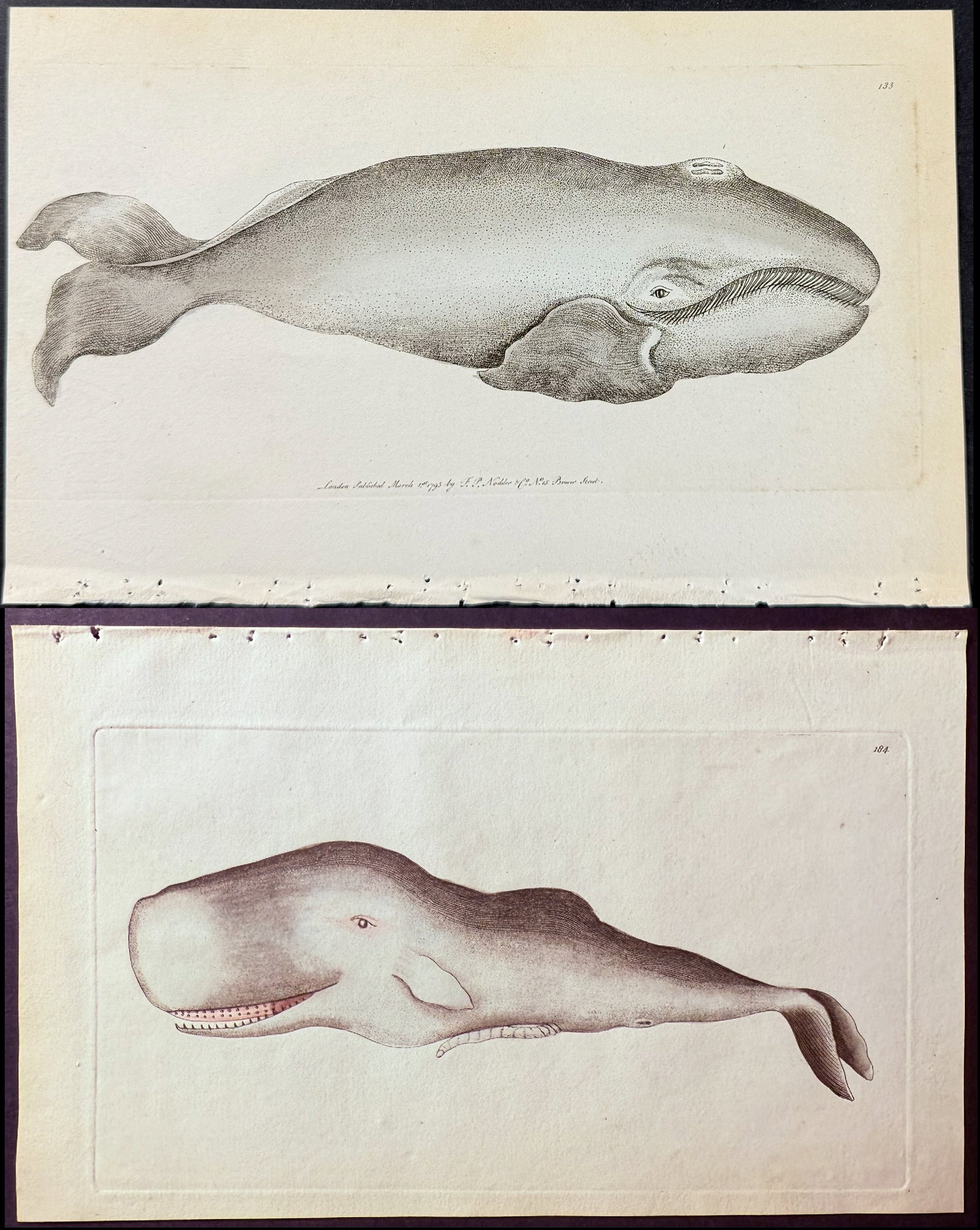 Shaw & Nodder - Pair of Whale Engravings: Included in this lot: Spermaceti Whale. 184 Great Northern Whale or Mysticetus. 133 Description of the work: The Naturalist's Miscellany was a monumental 24-volume work, known for its wide range of bi