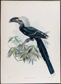 Elliot & Keulemans - White-crested Hornbill