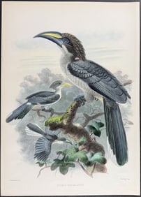 Elliot & Keulemans - Ceylonese Grey Hornbill