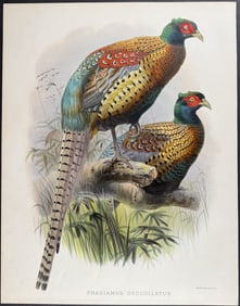 Elliot - Ringless Chinese Pheasant